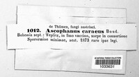 Ascophanus carneus image